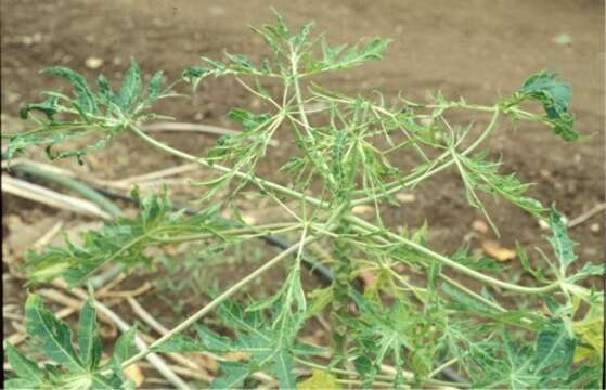 Image of Papaya ringspot virus