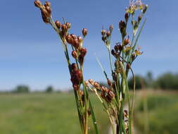 Image of Round-fruited Rush