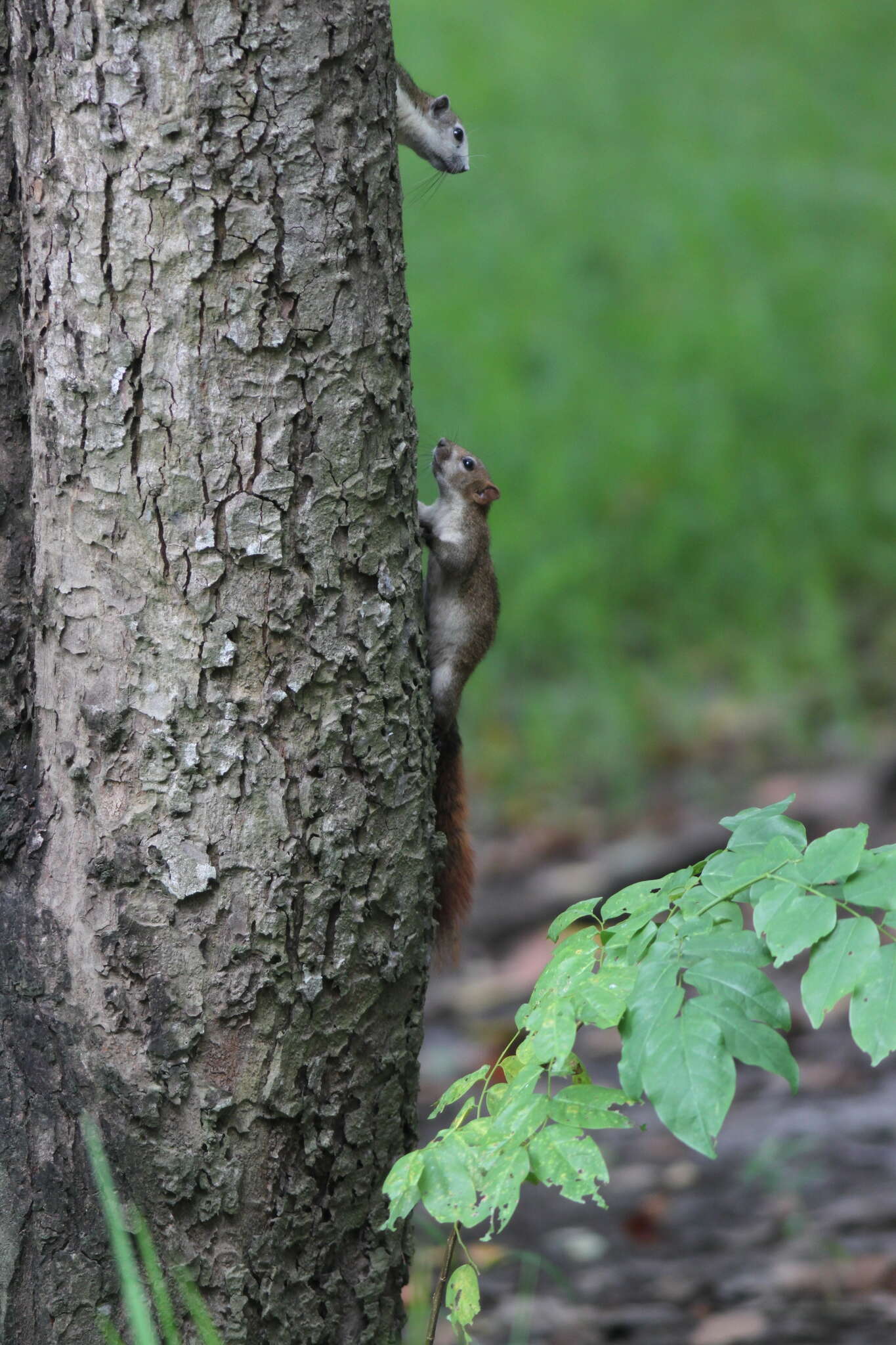 Image of Finlayson’s Squirrel