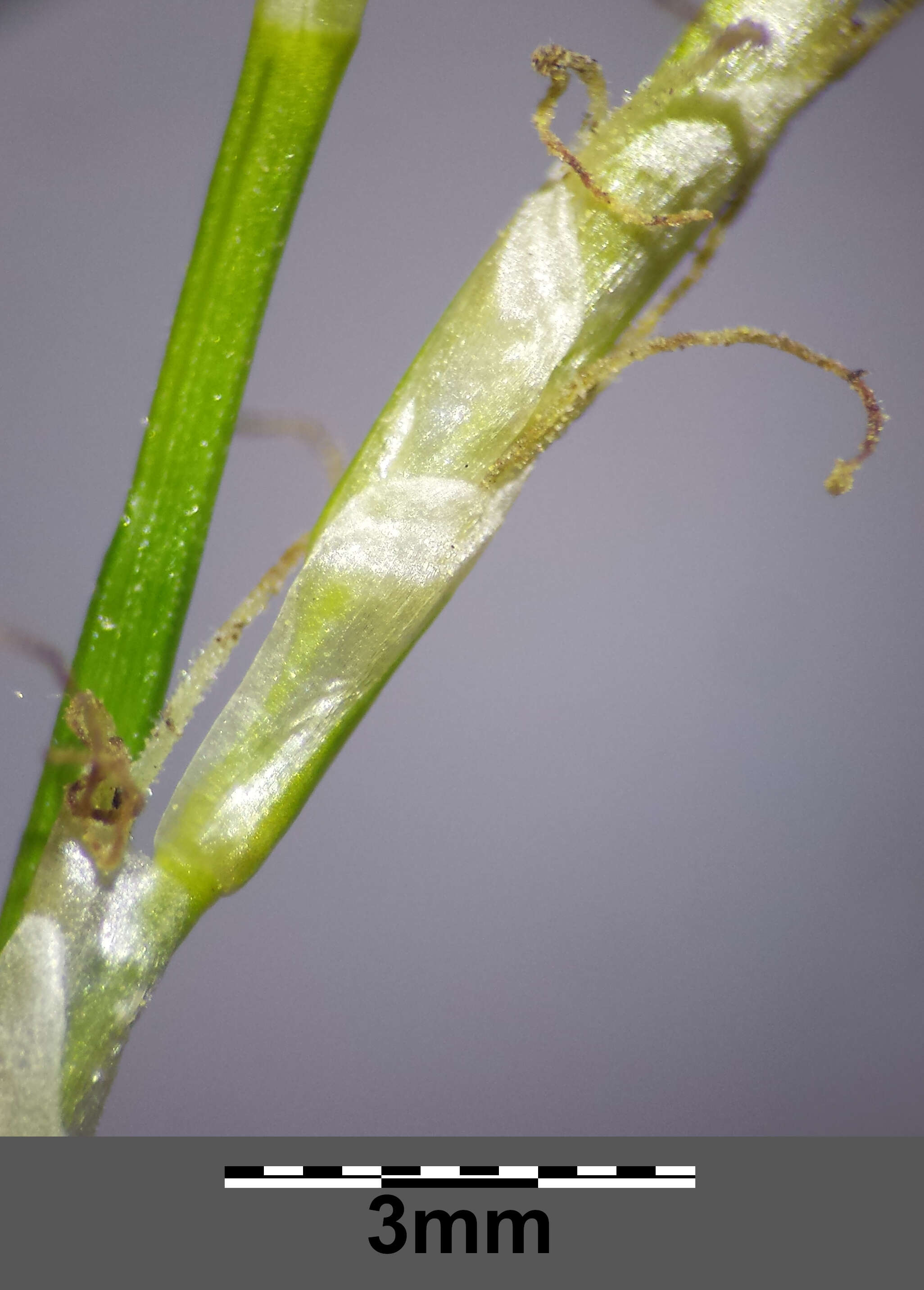 Image de Carex alba Scop.