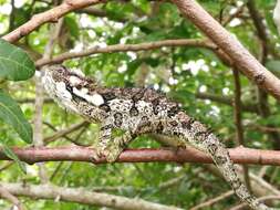 Image of Eastern Cape Dwarf Chameleon