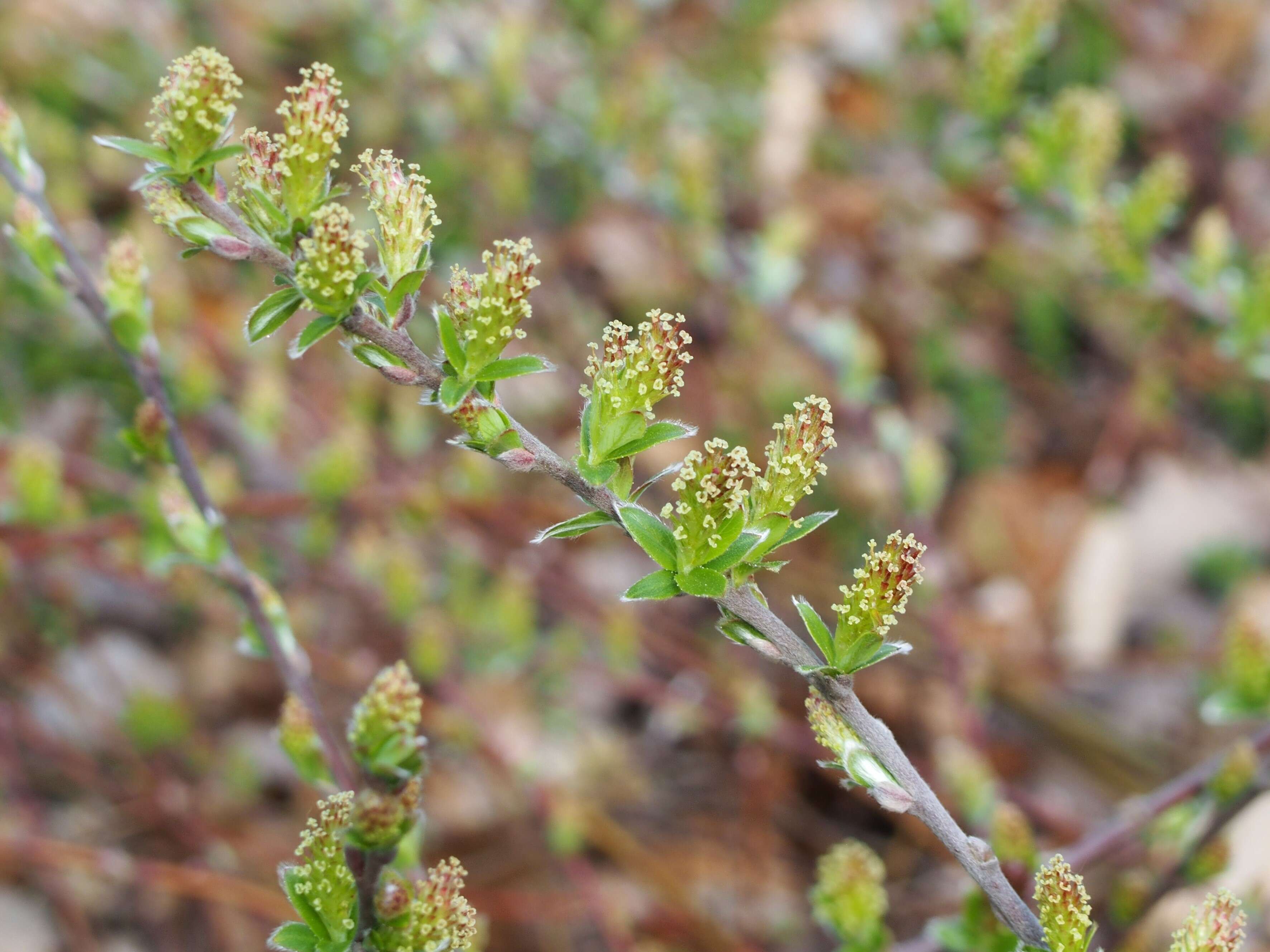 Image of Salix alpina Scop.