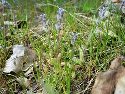 Image of strict forget-me-not