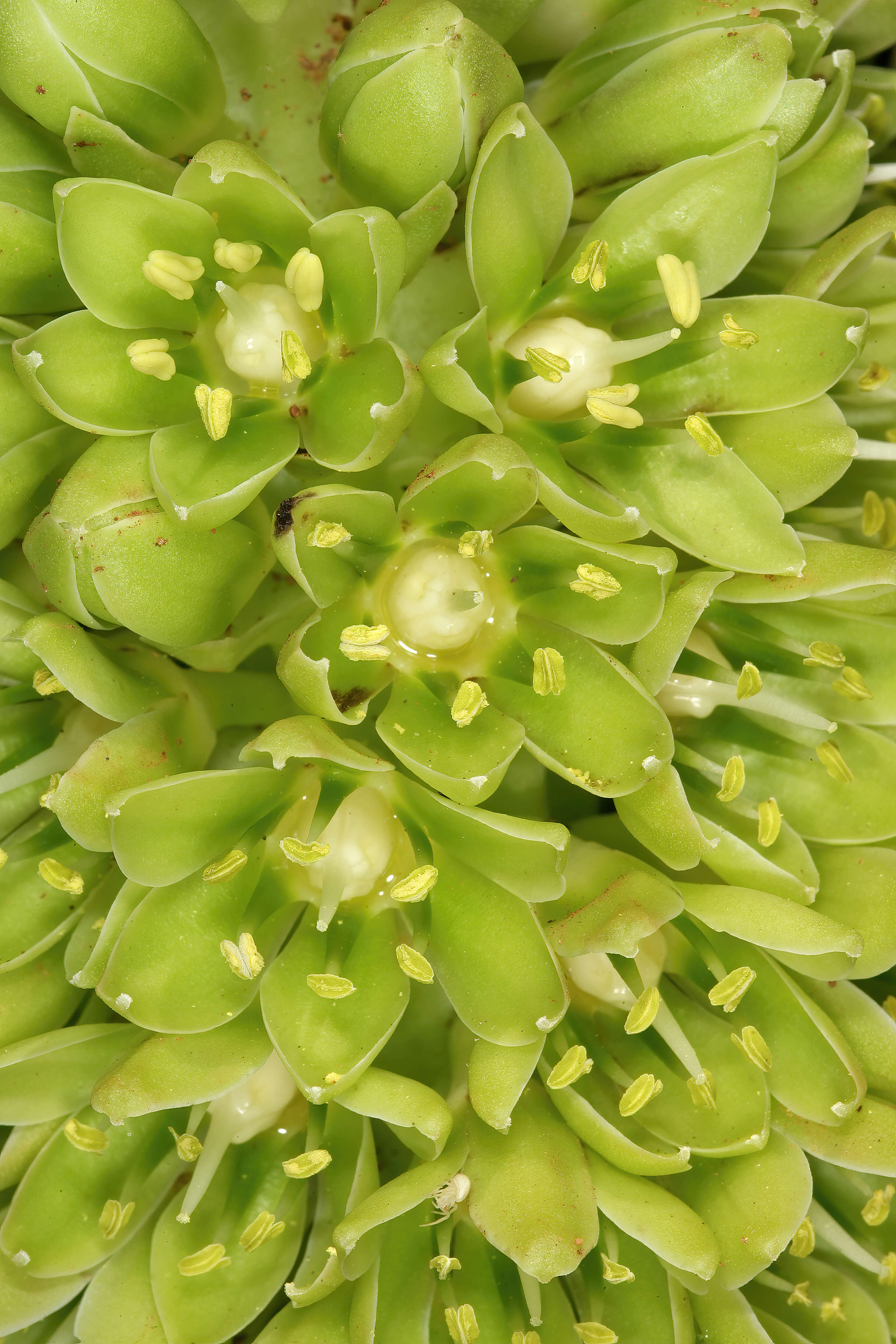 Imagem de Eucomis autumnalis (Mill.) Chitt.