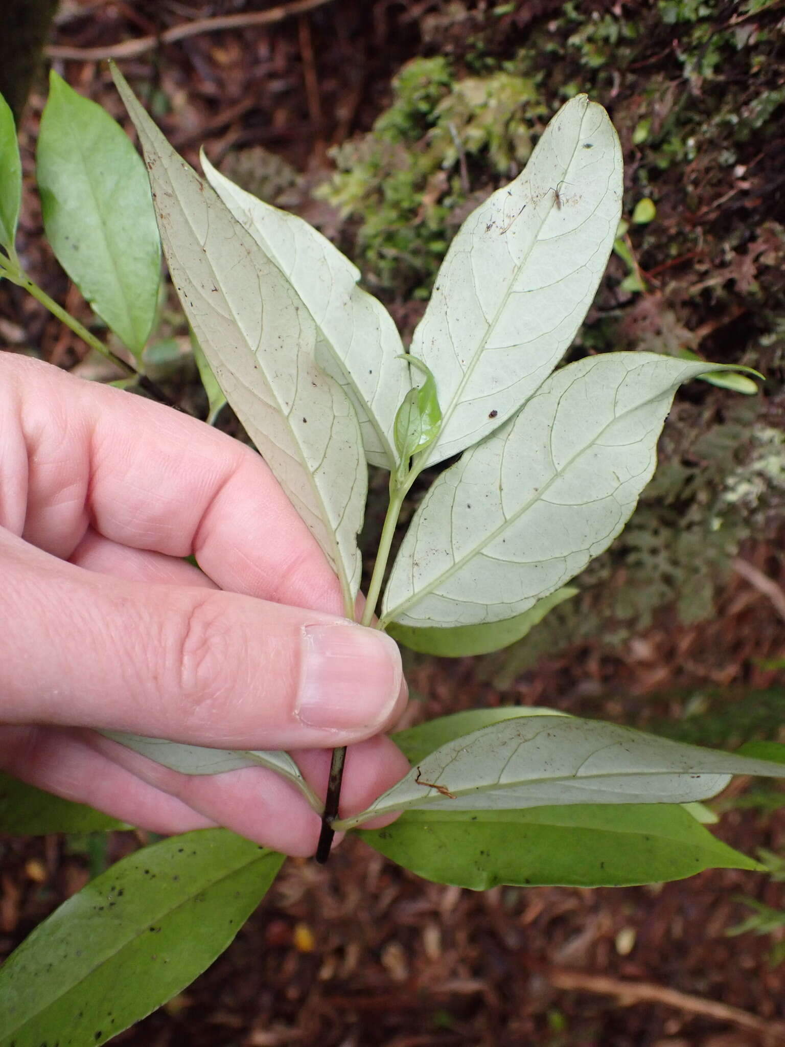 Imagem de Geniostoma rupestre var. ligustrifolium (Cunn.) B. J. Conn