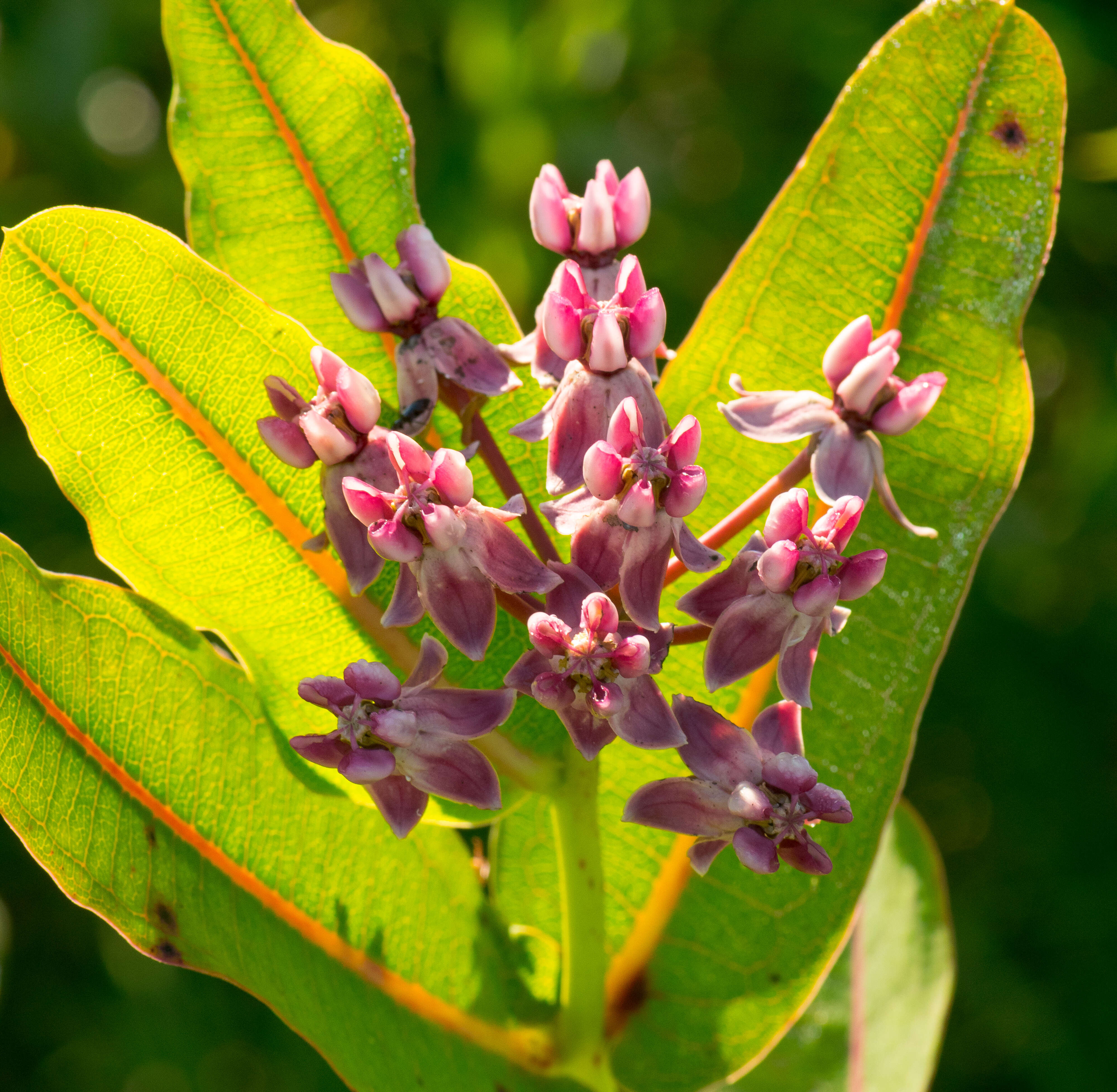 Image of prairie milkweed