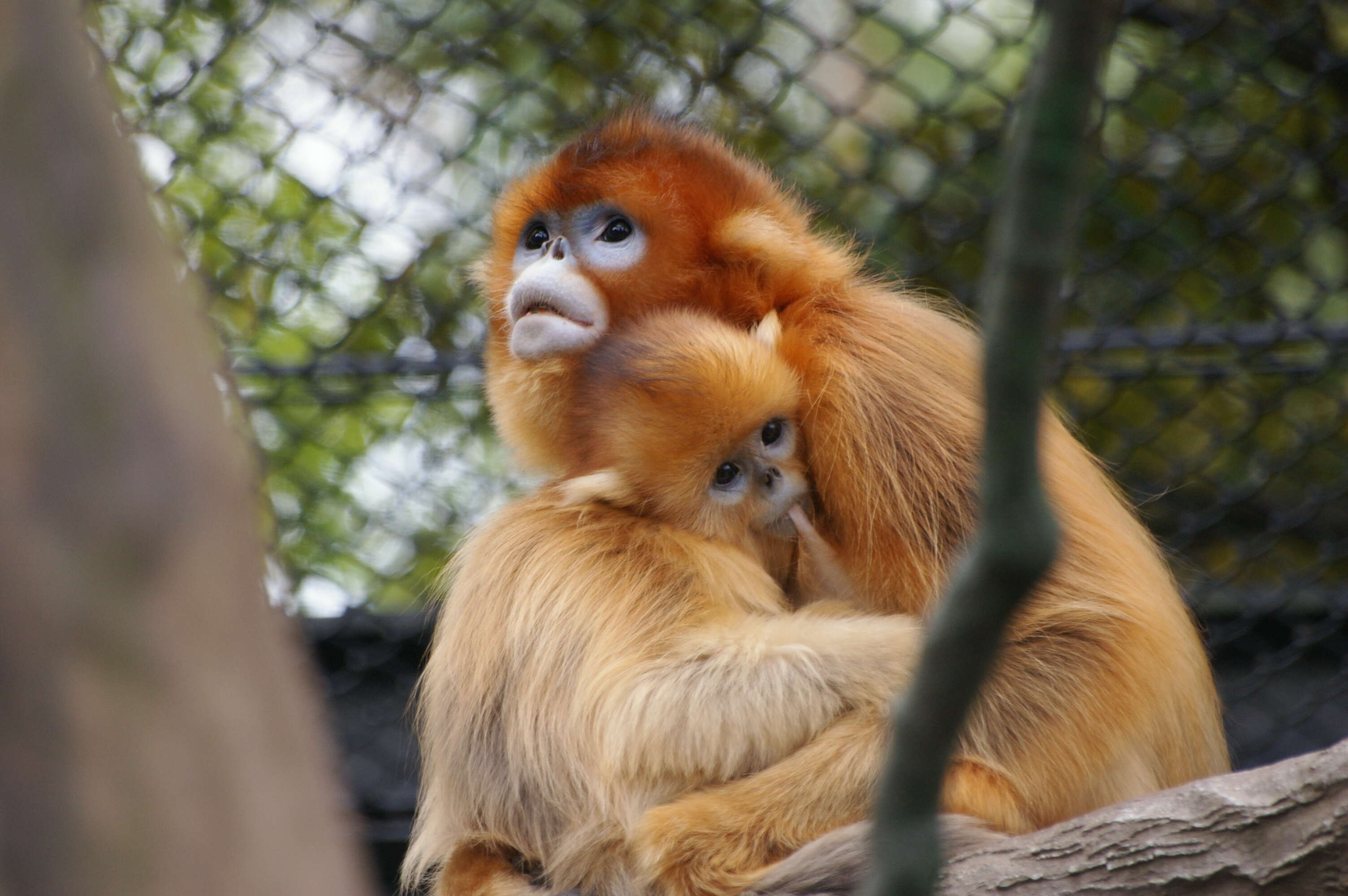 Image of Golden Snub-nosed Monkey