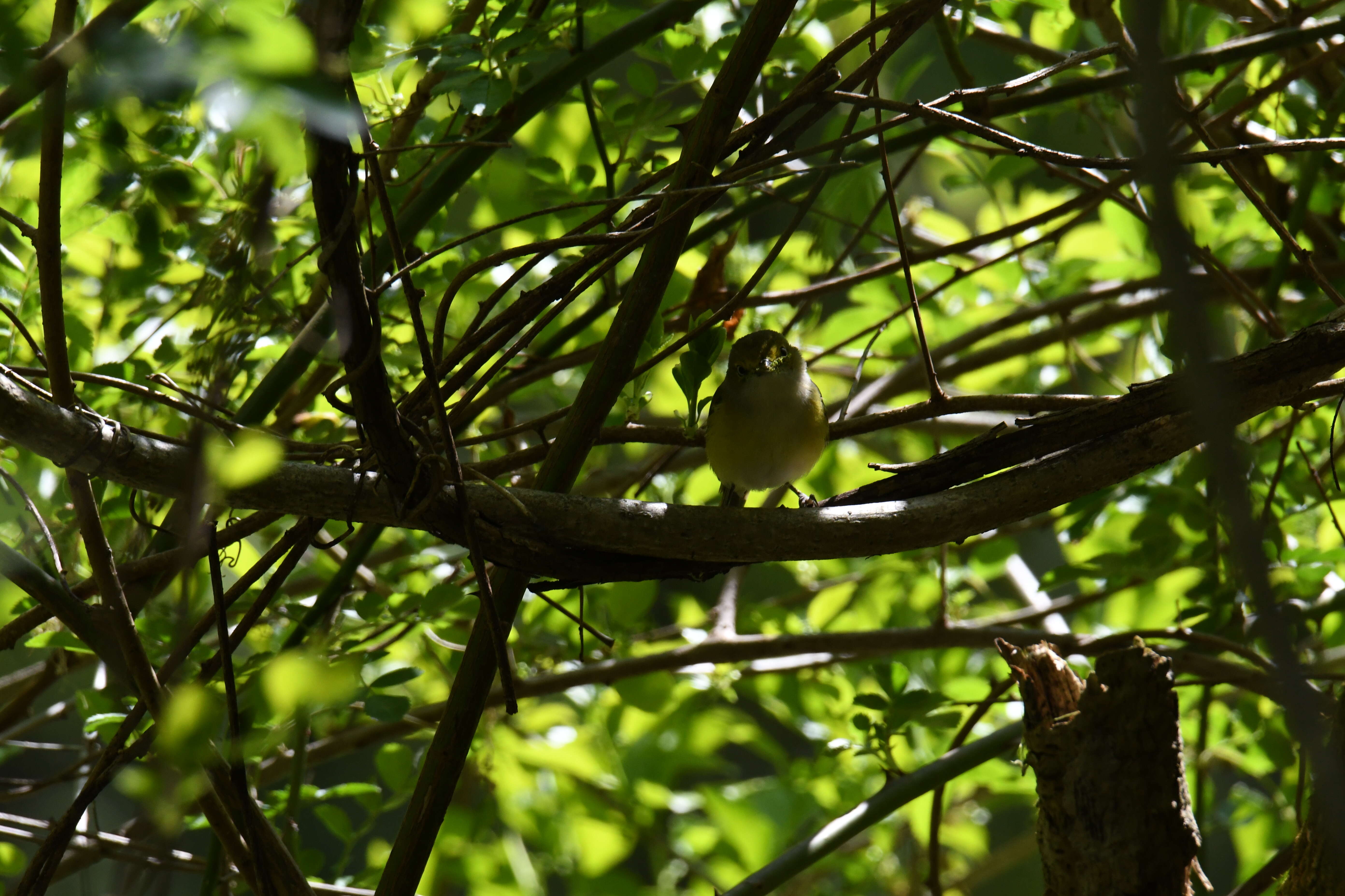 Слика од Vireo griseus (Boddaert 1783)