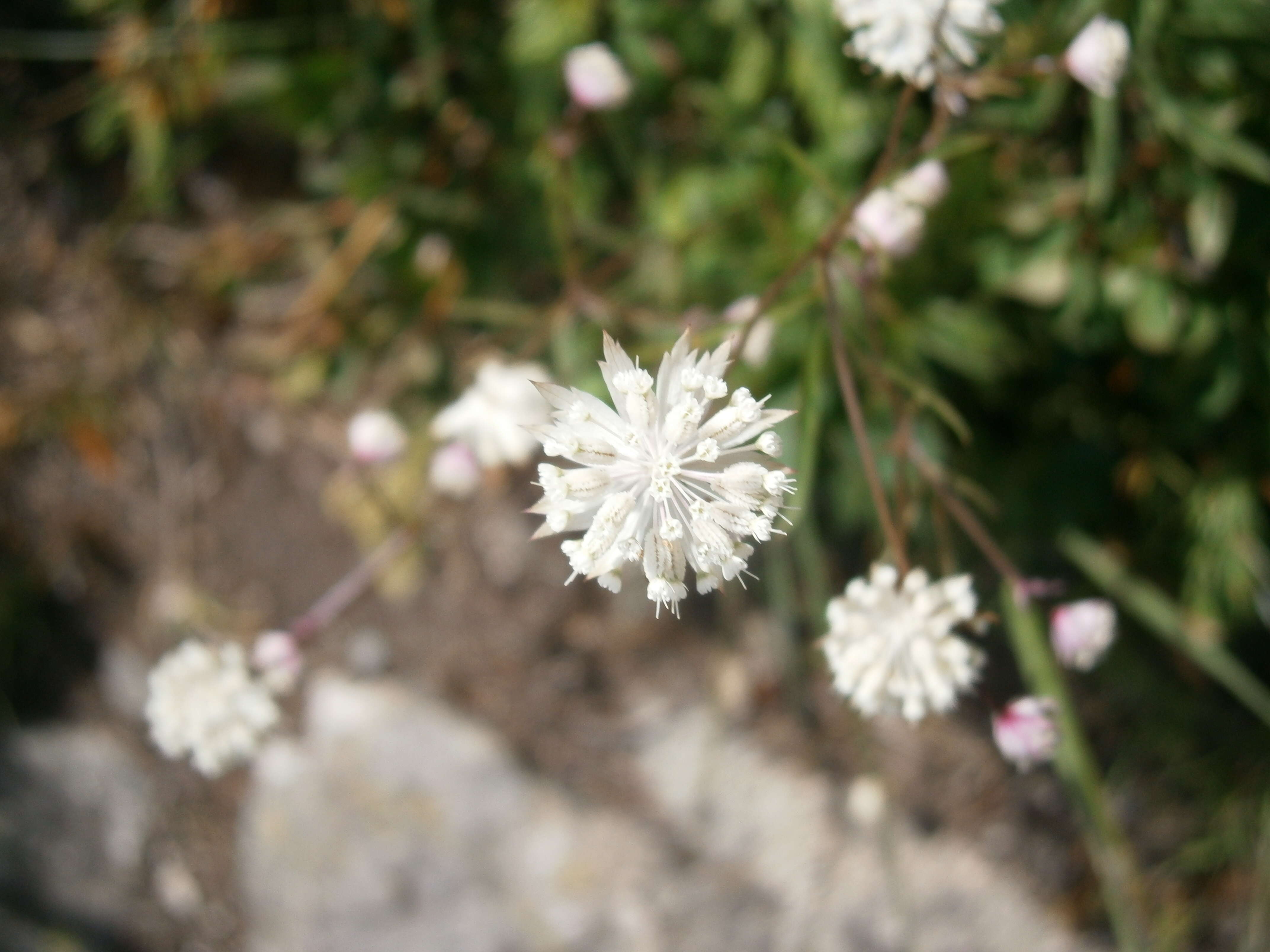 Imagem de Astrantia minor L.