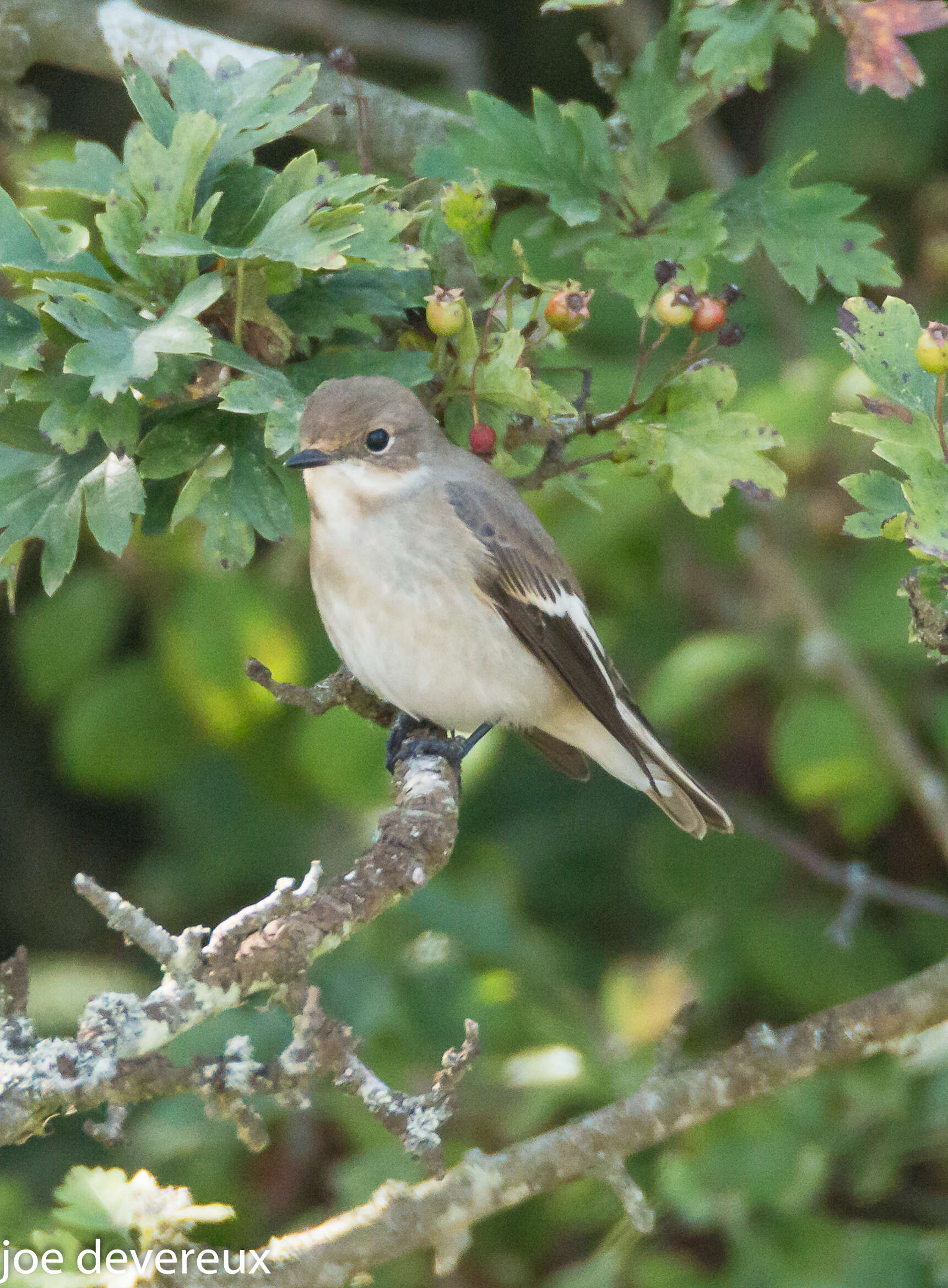 Image of European Pied Flycatcher