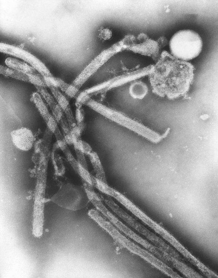 Image of Influenza A virus