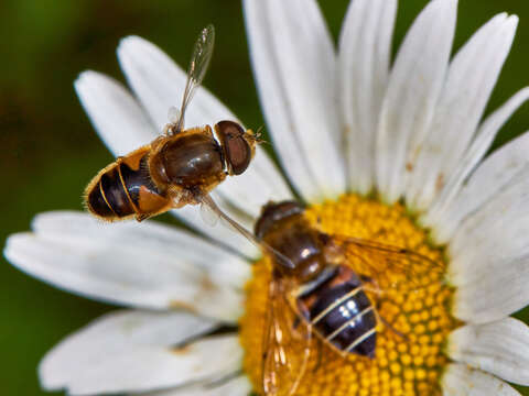 Image of <i>Eristalis nemorum</i>