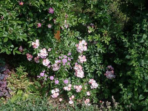 Imagem de Iberis umbellata L.