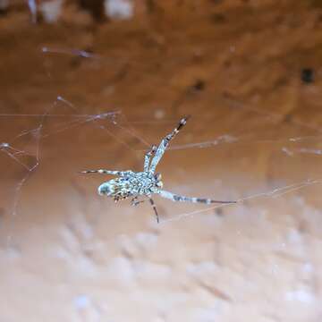 Image of Philoponella congregabilis (Rainbow 1916)