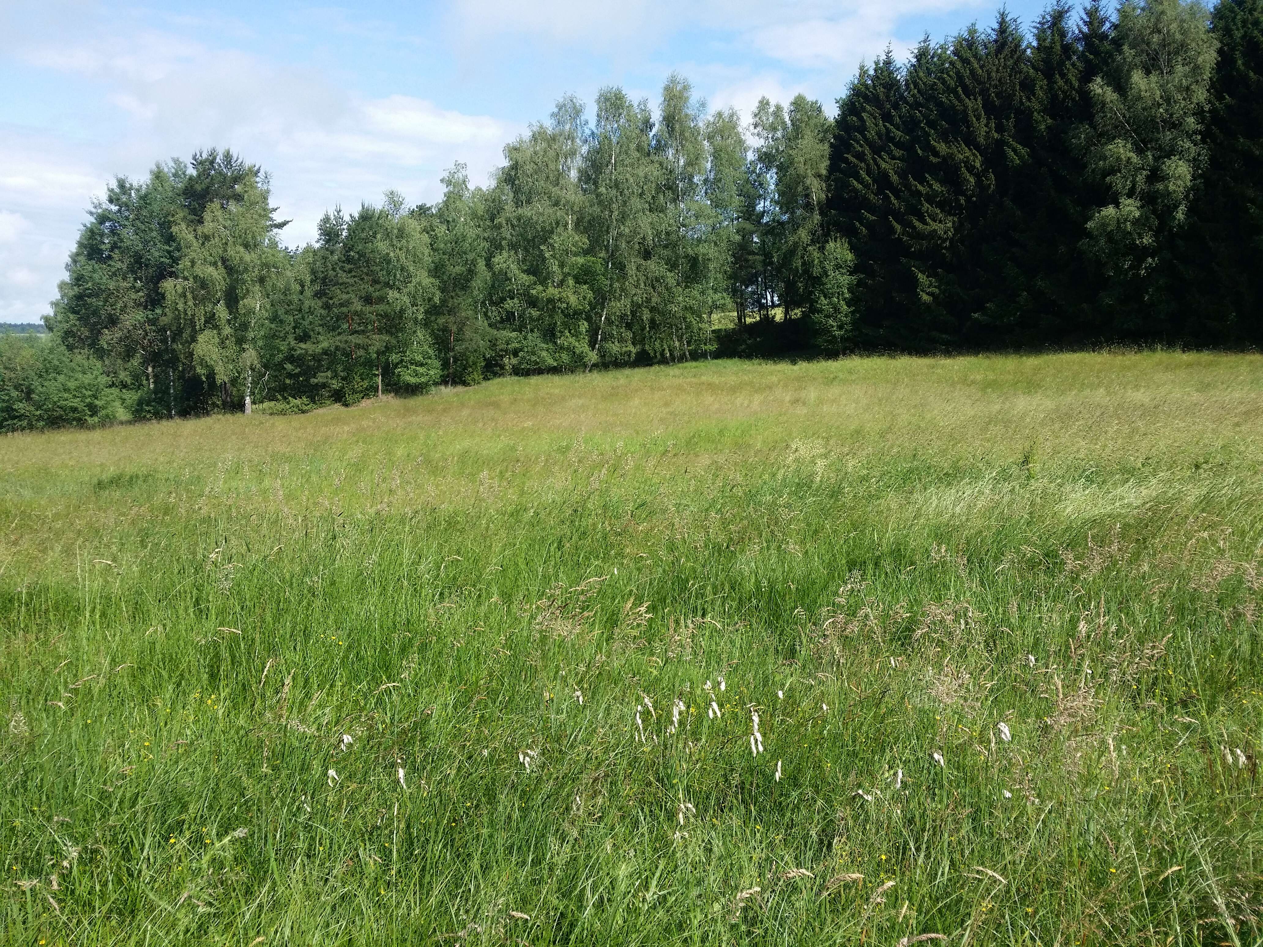 Image of common cottongrass