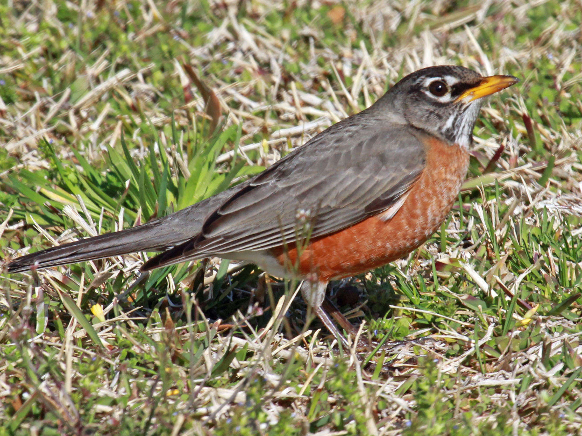 Image of American Robin