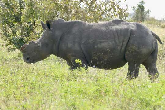 Image of Grass Rhinoceros