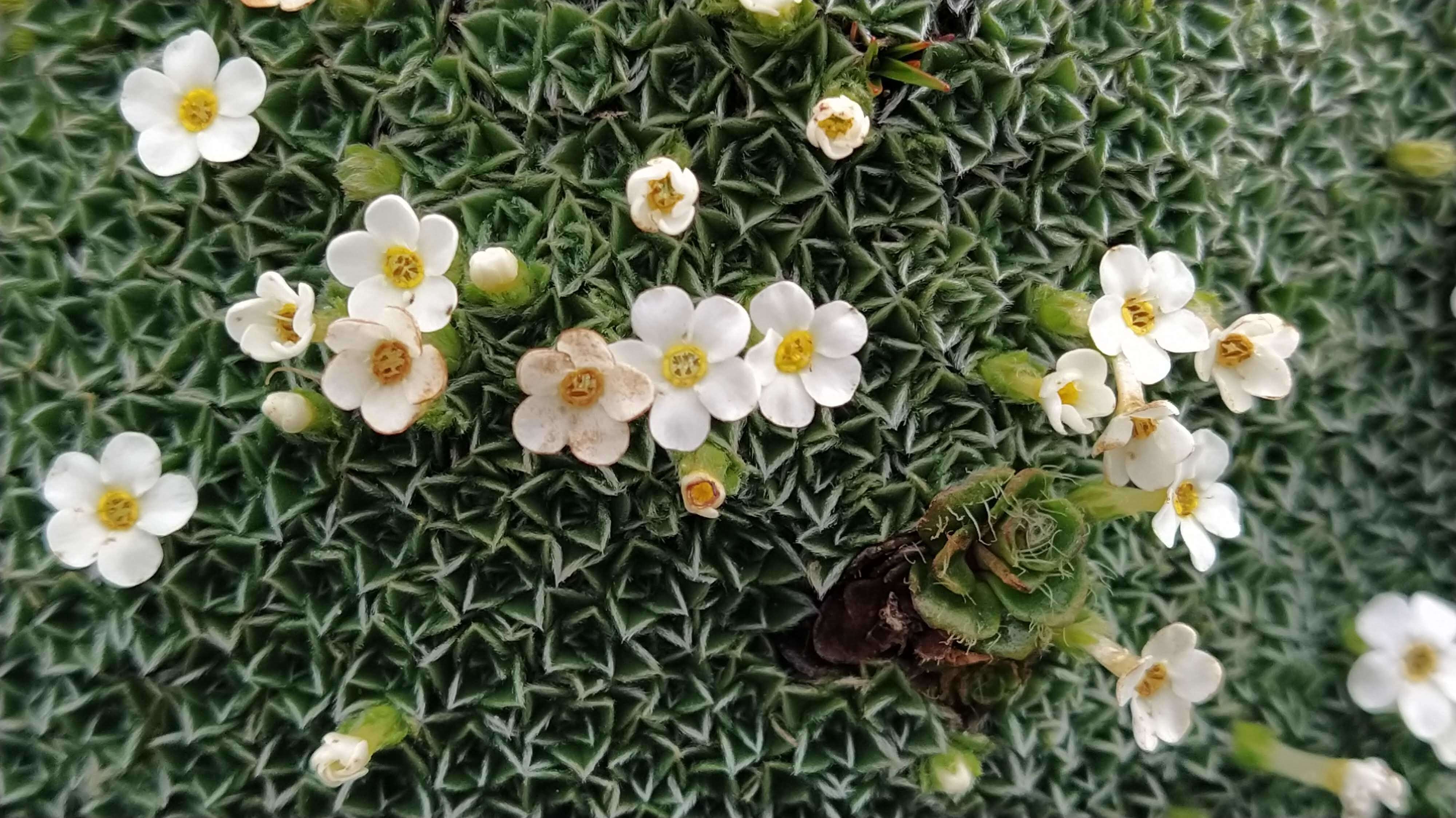 Image of Myosotis pulvinaris Hook. fil.