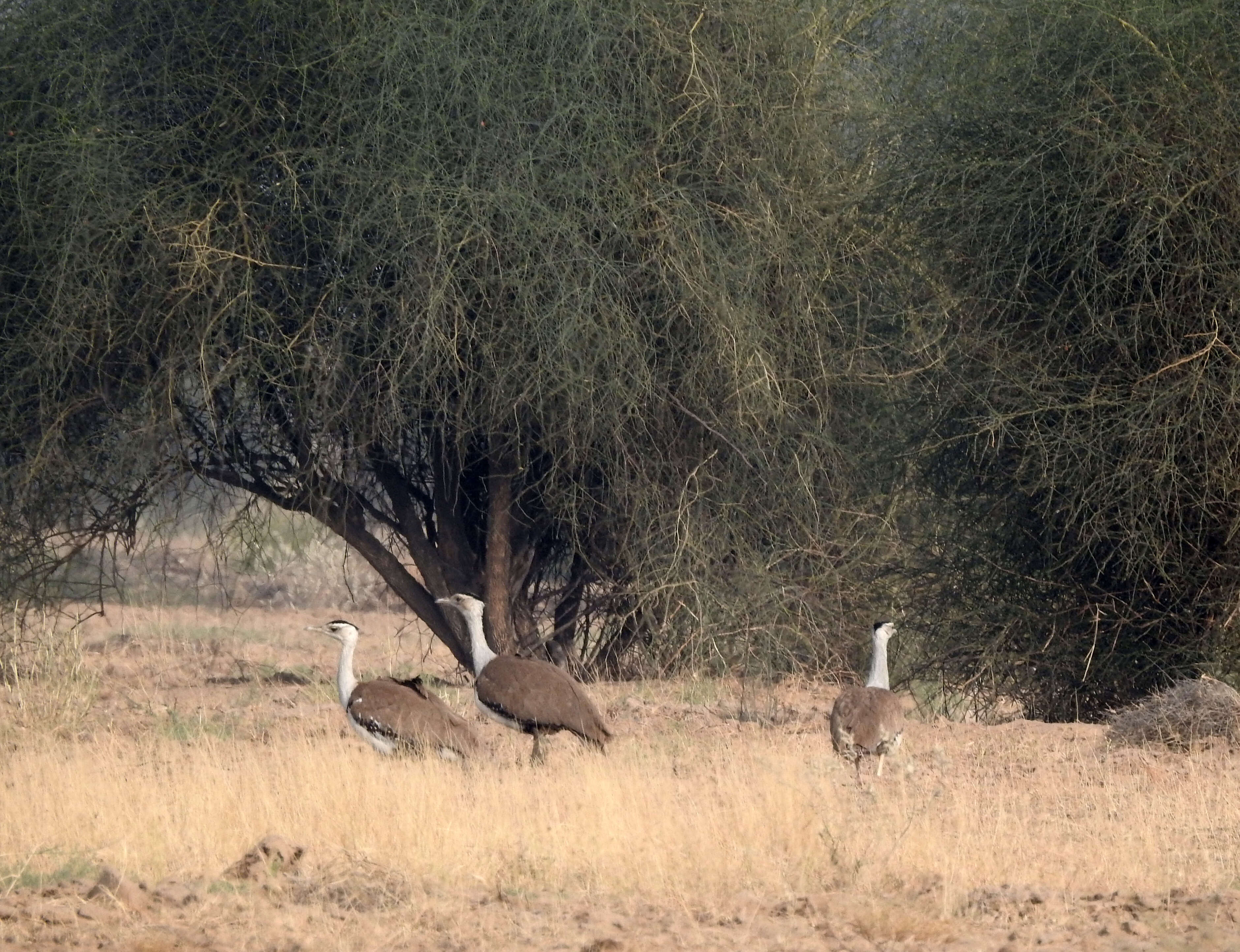 Image of Great Indian Bustard