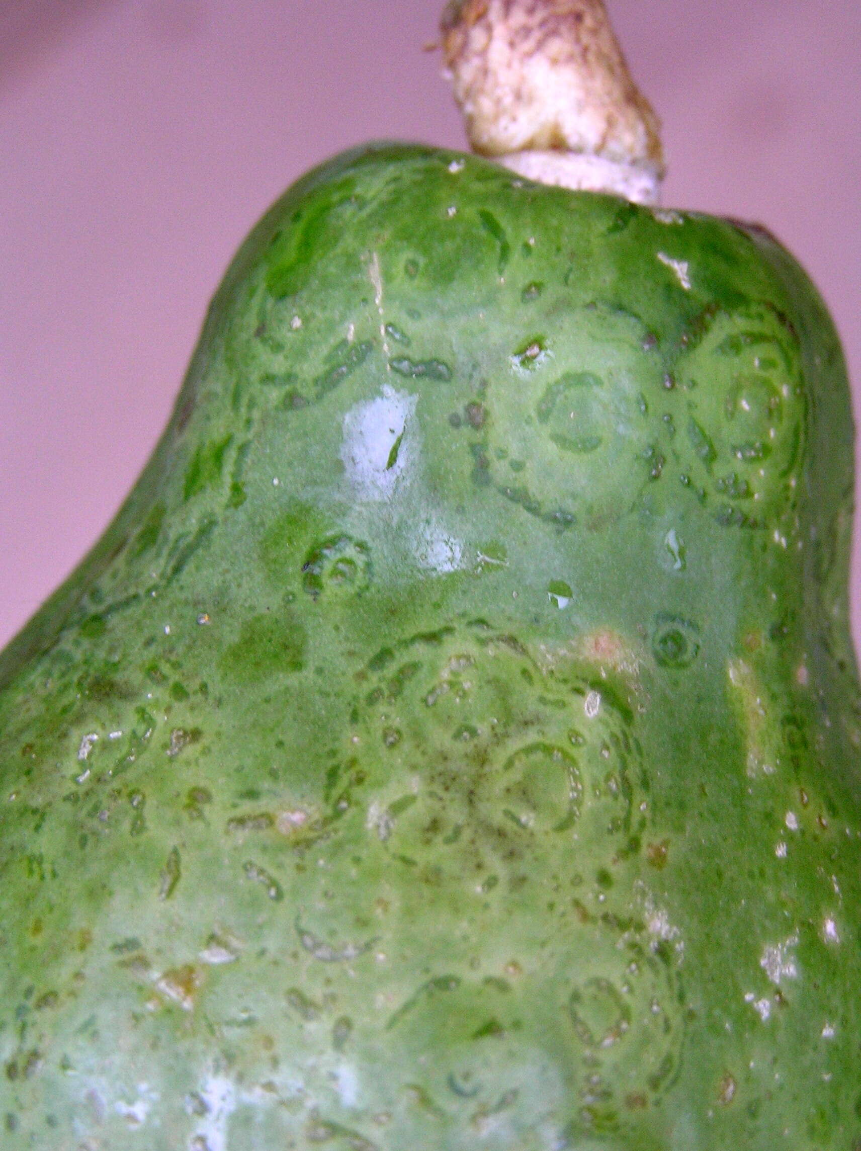 Image of Papaya ringspot virus