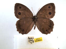 Image of Minois dryas