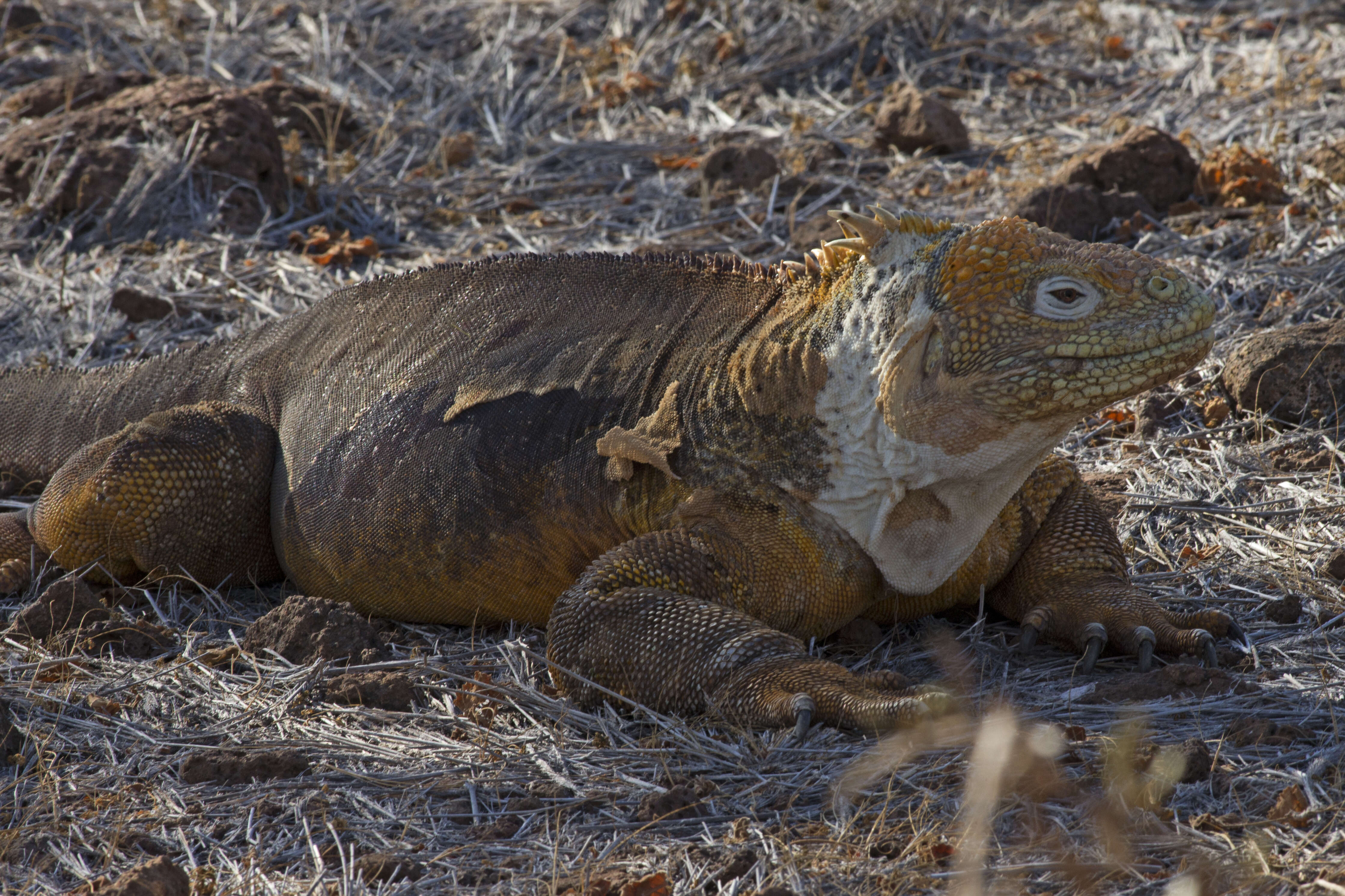 Image of marine iguana