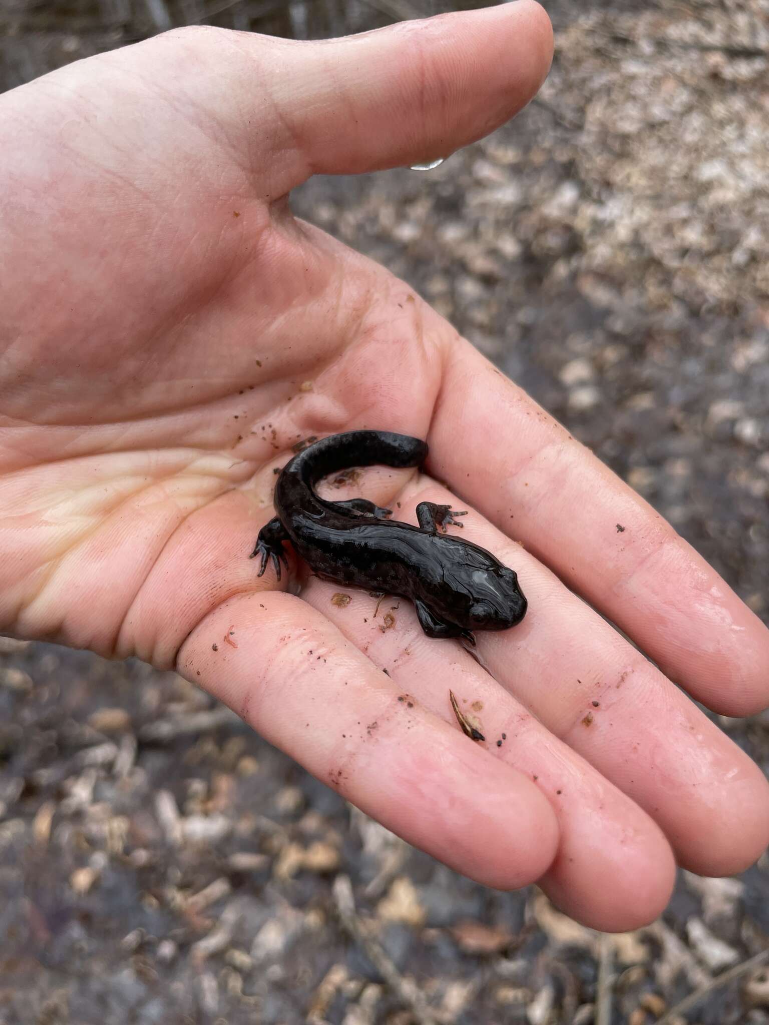 Image of Mole Salamander