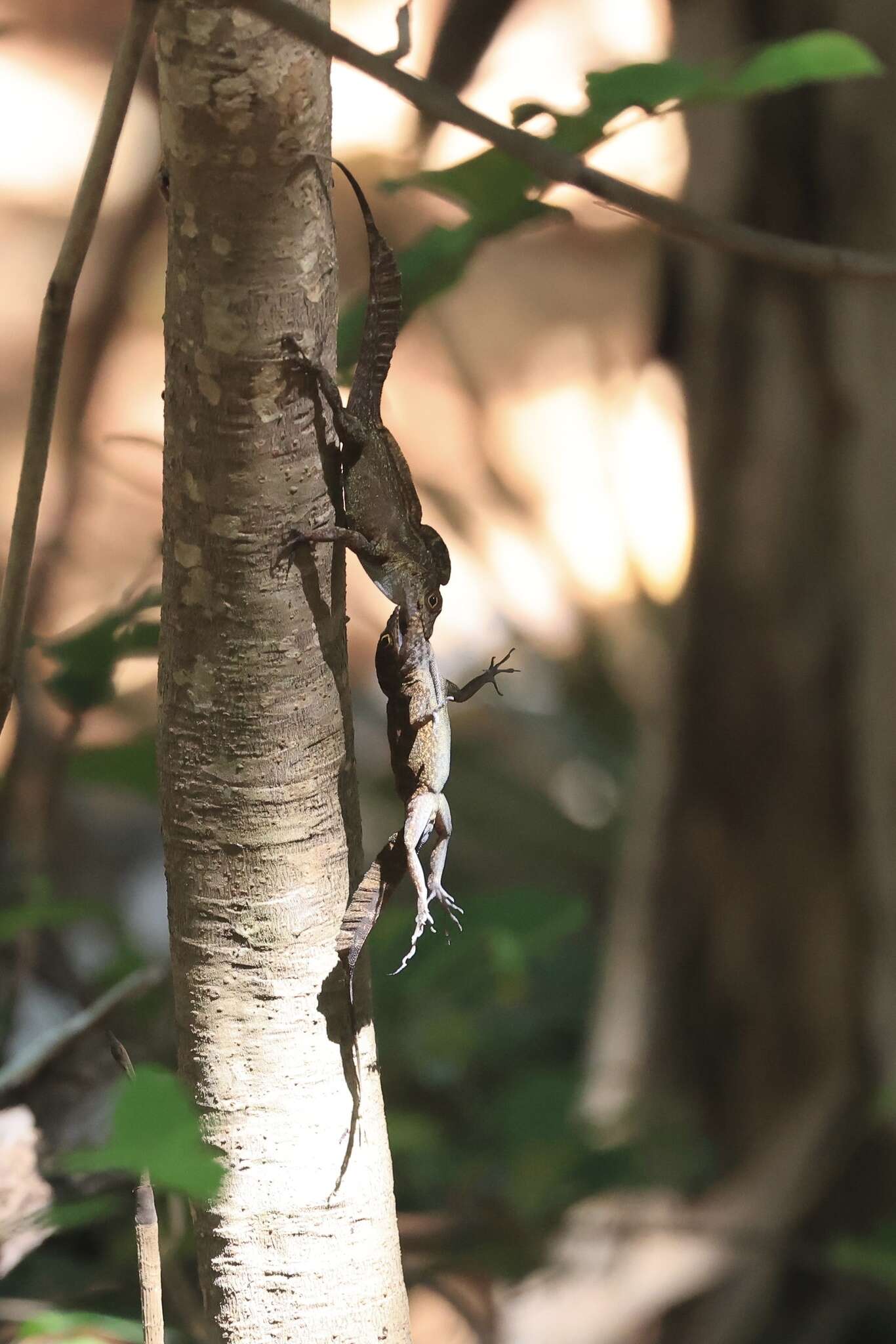 Image of Puerto Rican Crested Anole