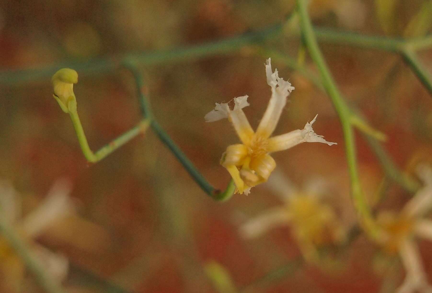 Image of Lechenaultia divaricata F. Müll.