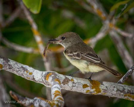 Image of Galapagos Flycatcher