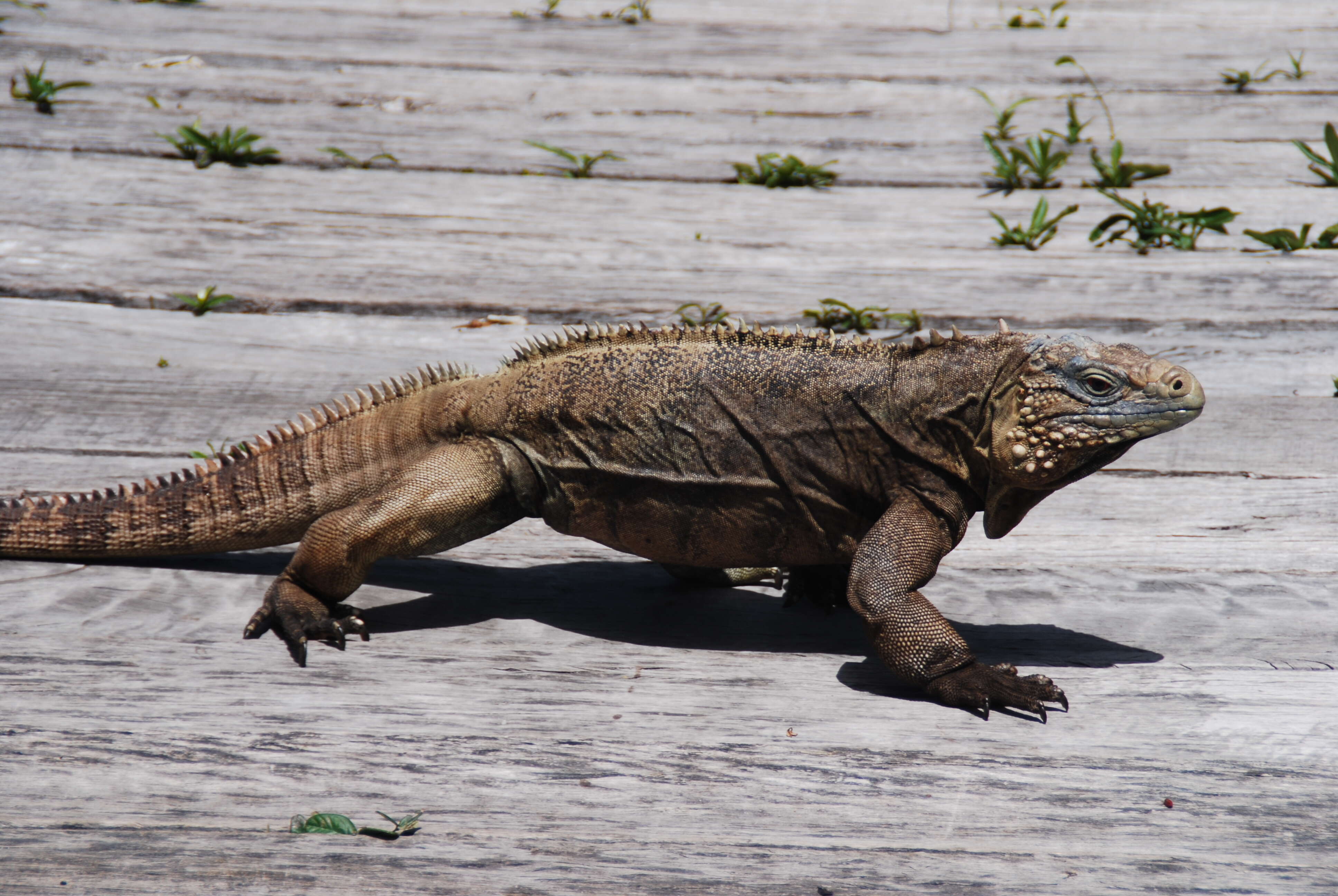 Image of Cayman Islands Ground Iguana