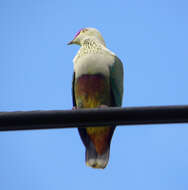 Image of Crimson-crowned Fruit Dove