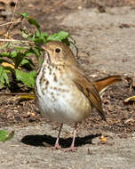 Image of Hermit Thrush