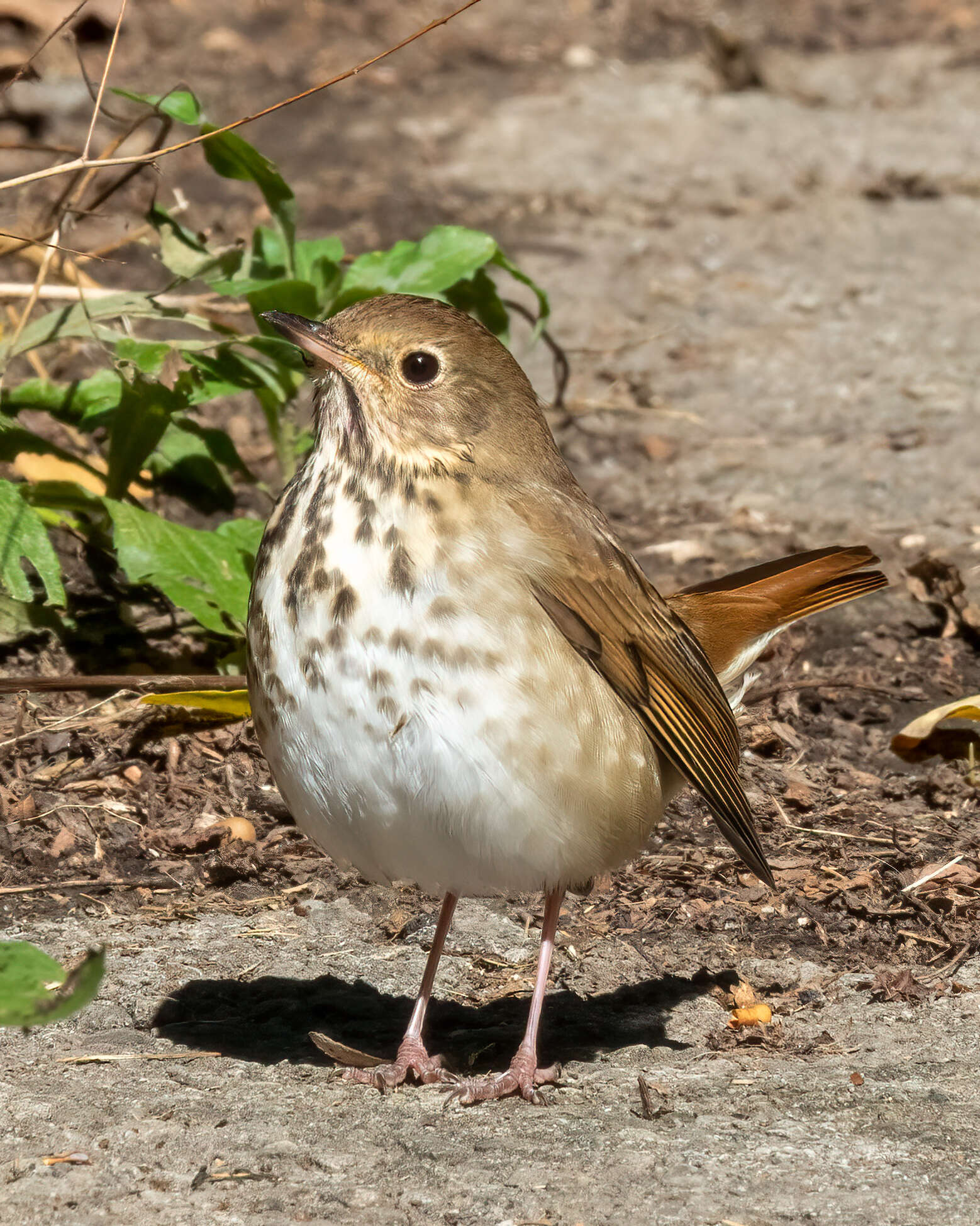 Image of Hermit Thrush