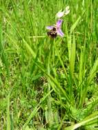 Image of Ophrys holosericea