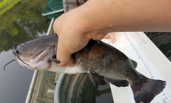 Image de poisson-chat, barbotte brune