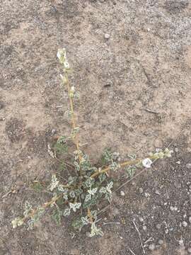 Image of globemallow