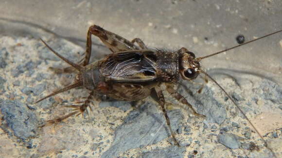 Image of nr. Collared Ground Cricket