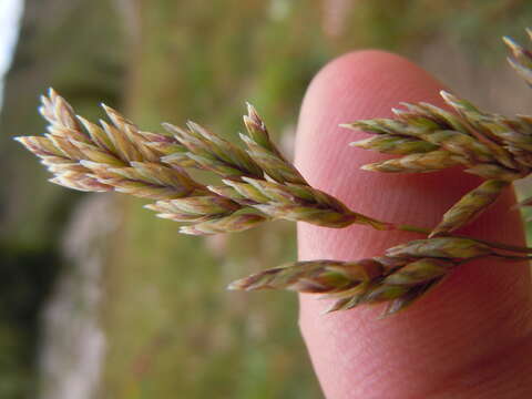 Image de Poa fendleriana (Steud.) Vasey