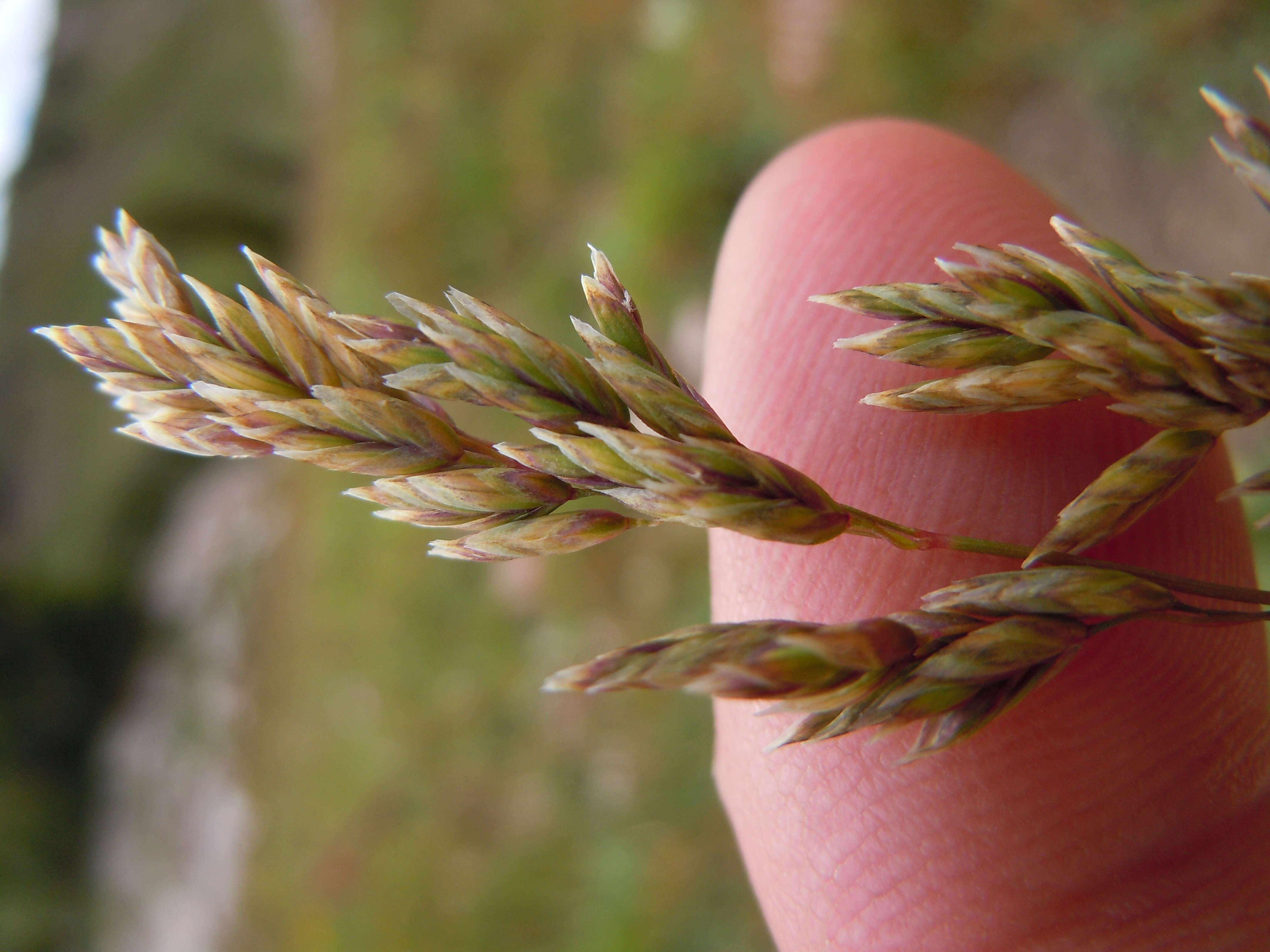 Image de Poa fendleriana (Steud.) Vasey