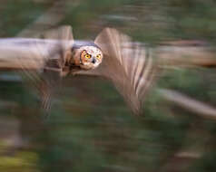 Image of Great Horned Owl