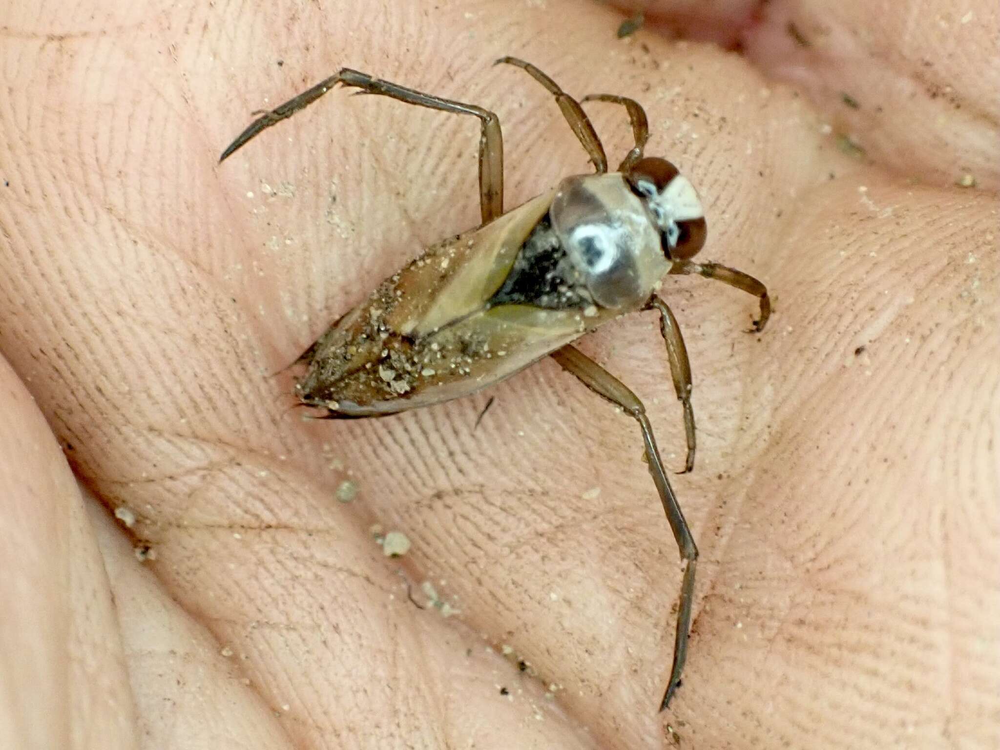 Image of Water boatman