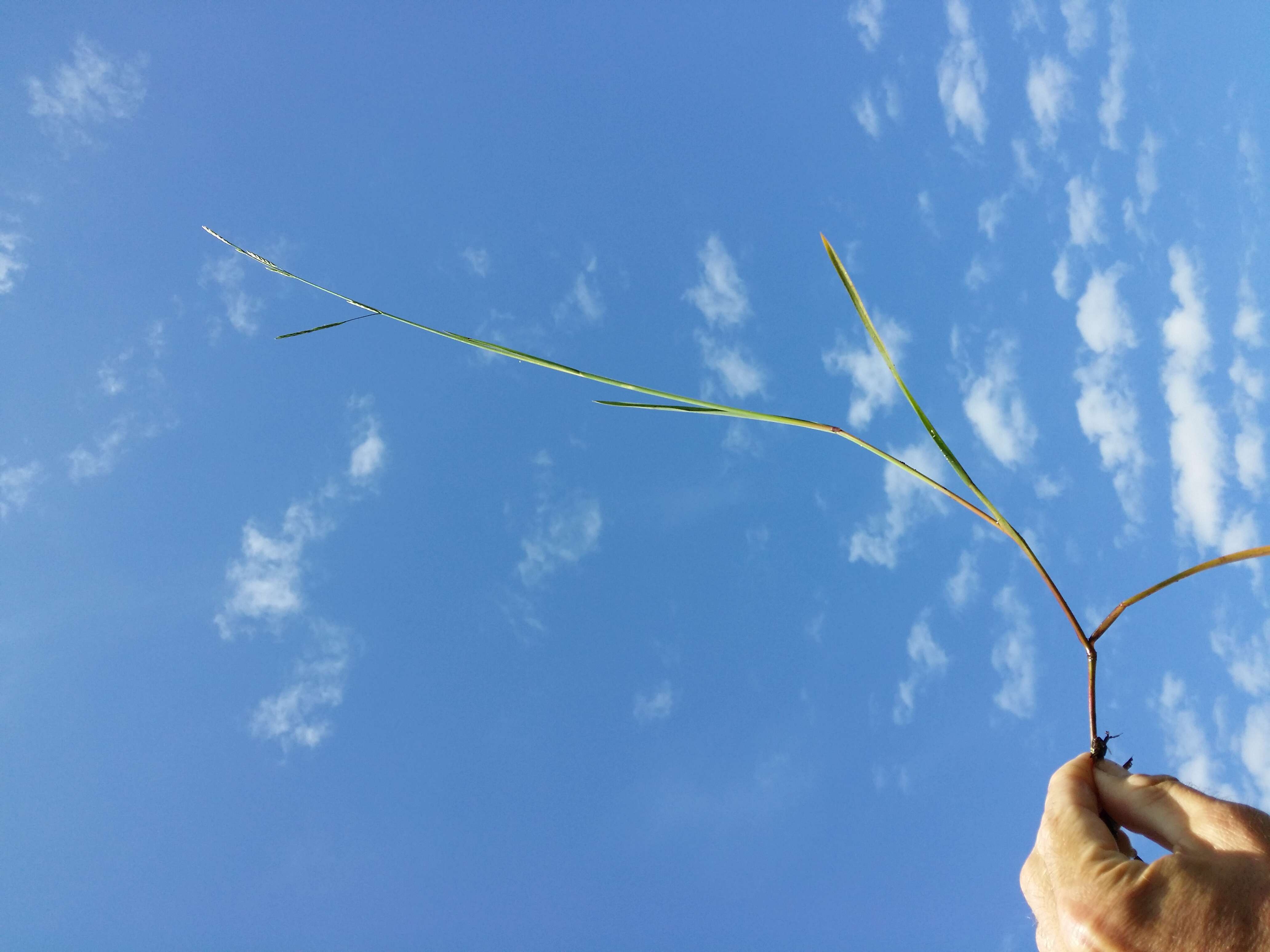 Image of flote-grass, floating sweet-grass