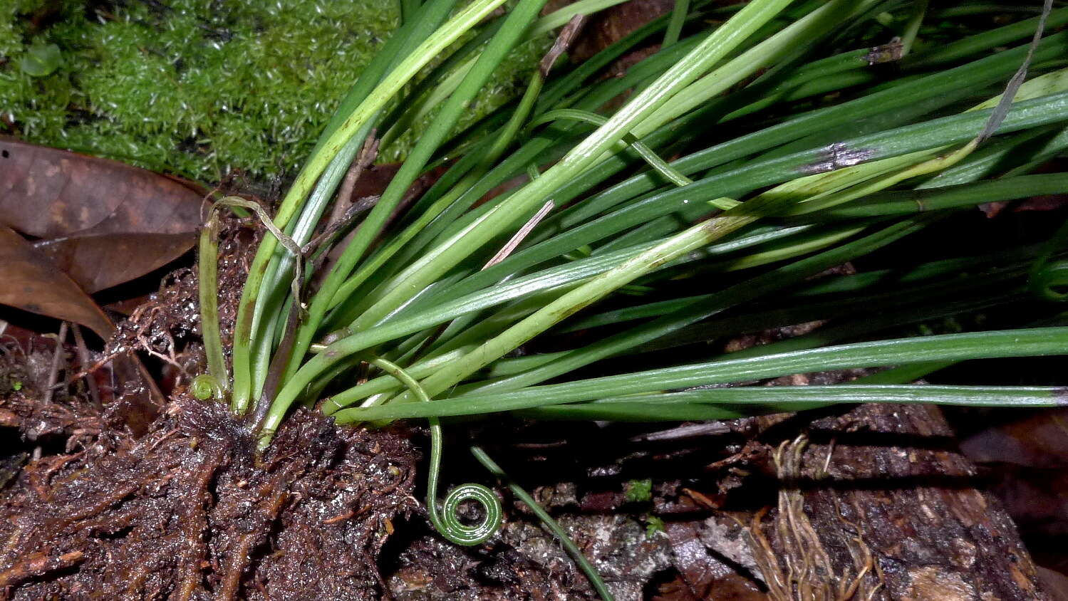 Image of shoestring fern