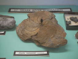 Image of Nautiloid