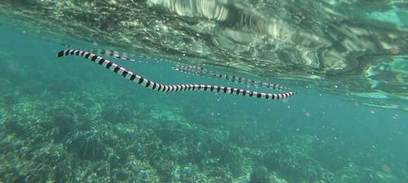 Image of Banded sea krait