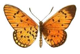 Acraea periphanes Oberthür 1893 resmi