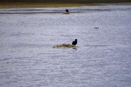 Image of Giant Coot