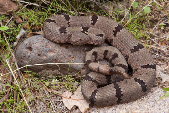 Crotalus lepidus (Kennicott 1861) resmi