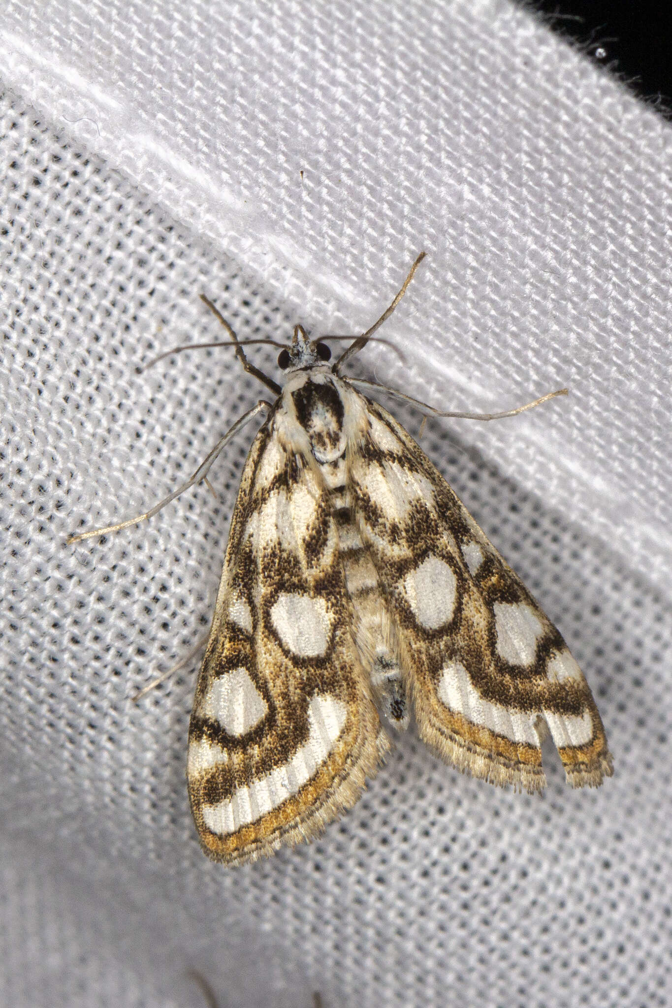 Image of Nymphula nitidulata